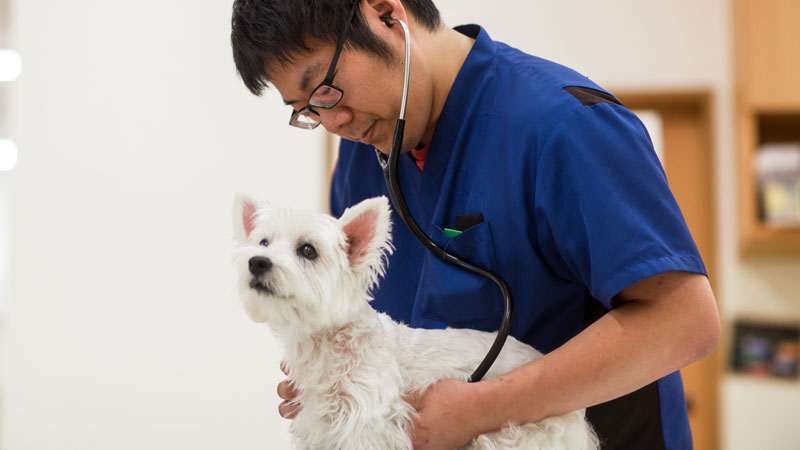 mobile veterinary internal medicine