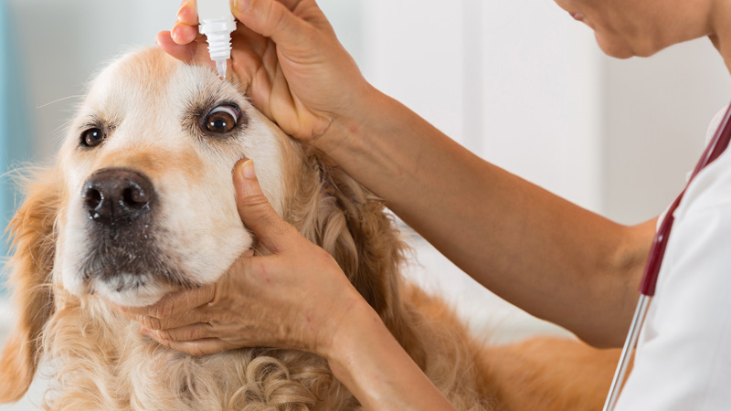 DACVO Board Certified Veterinary Ophthalmologist Ophthalmology