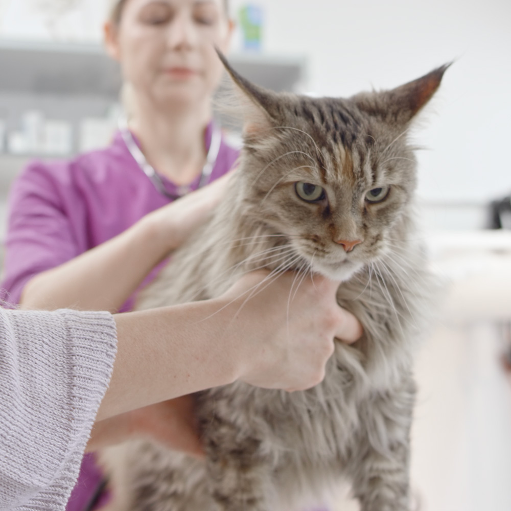 Cat being examined in veterinary hospital exam room