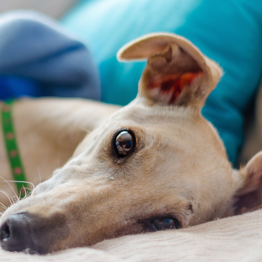 Dog resting and recovering