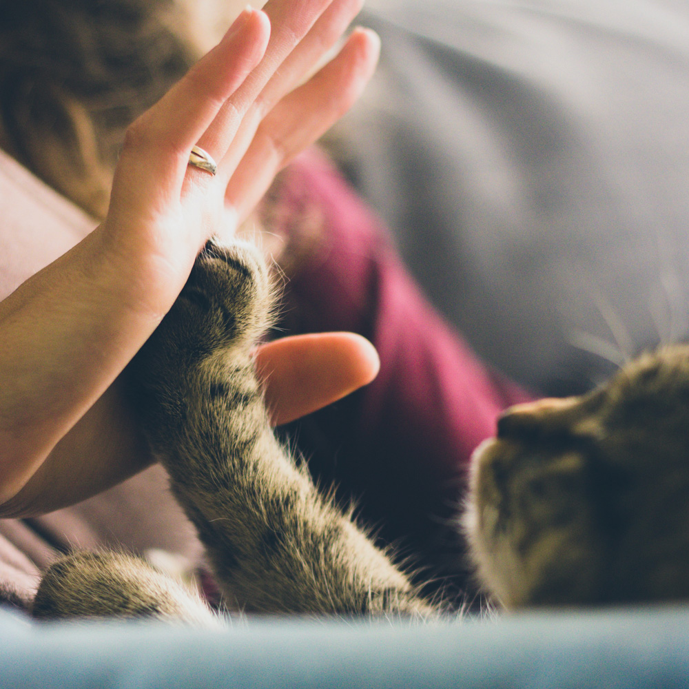 Can and Human touching paw to hand.