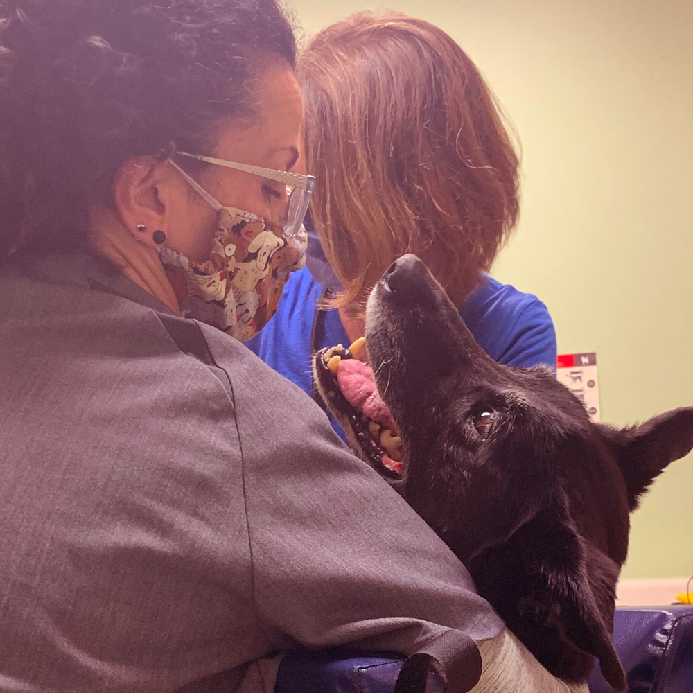 Veterinary Technician cuddling a dog during an ultrasound.