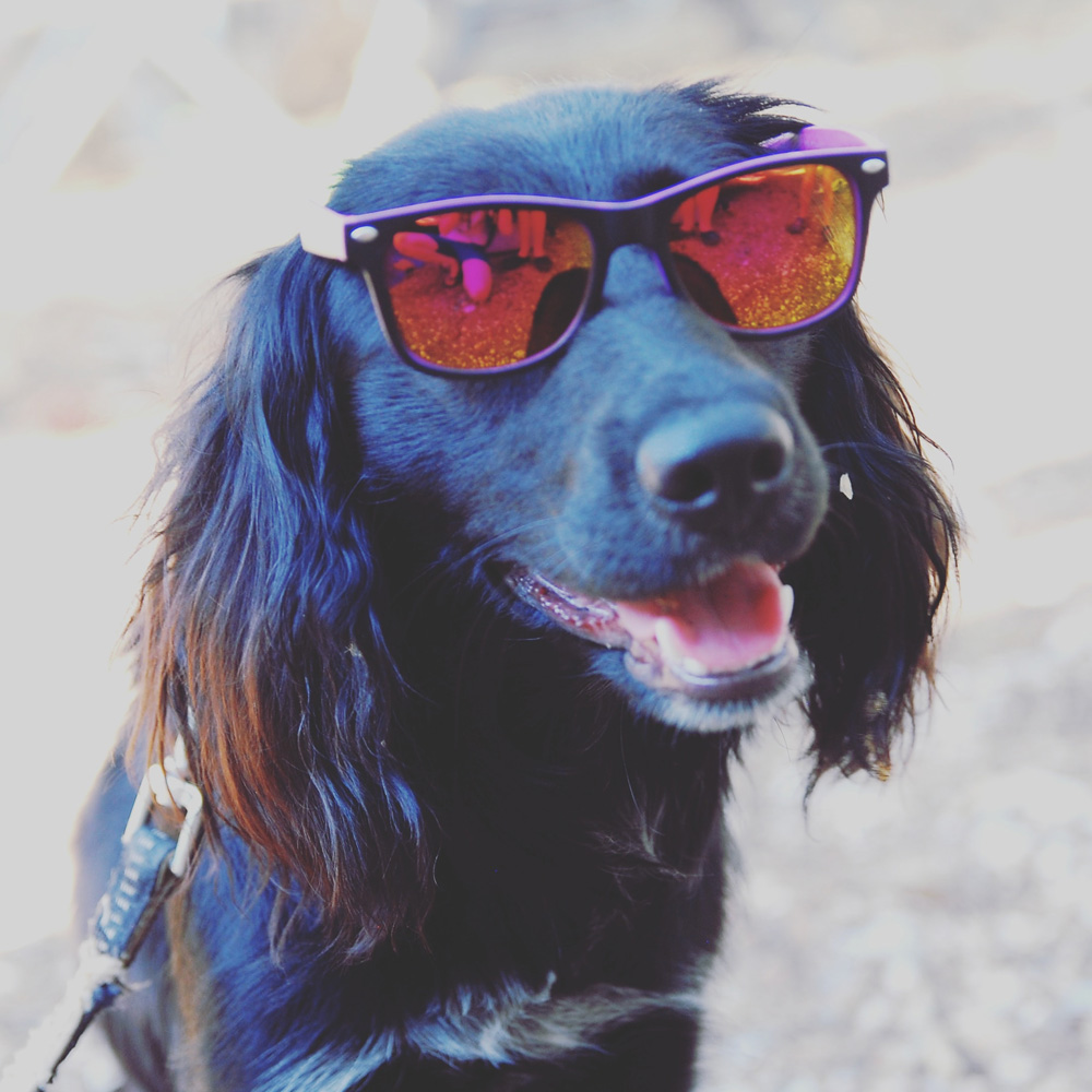 Cool happy dog wearing sunglasses