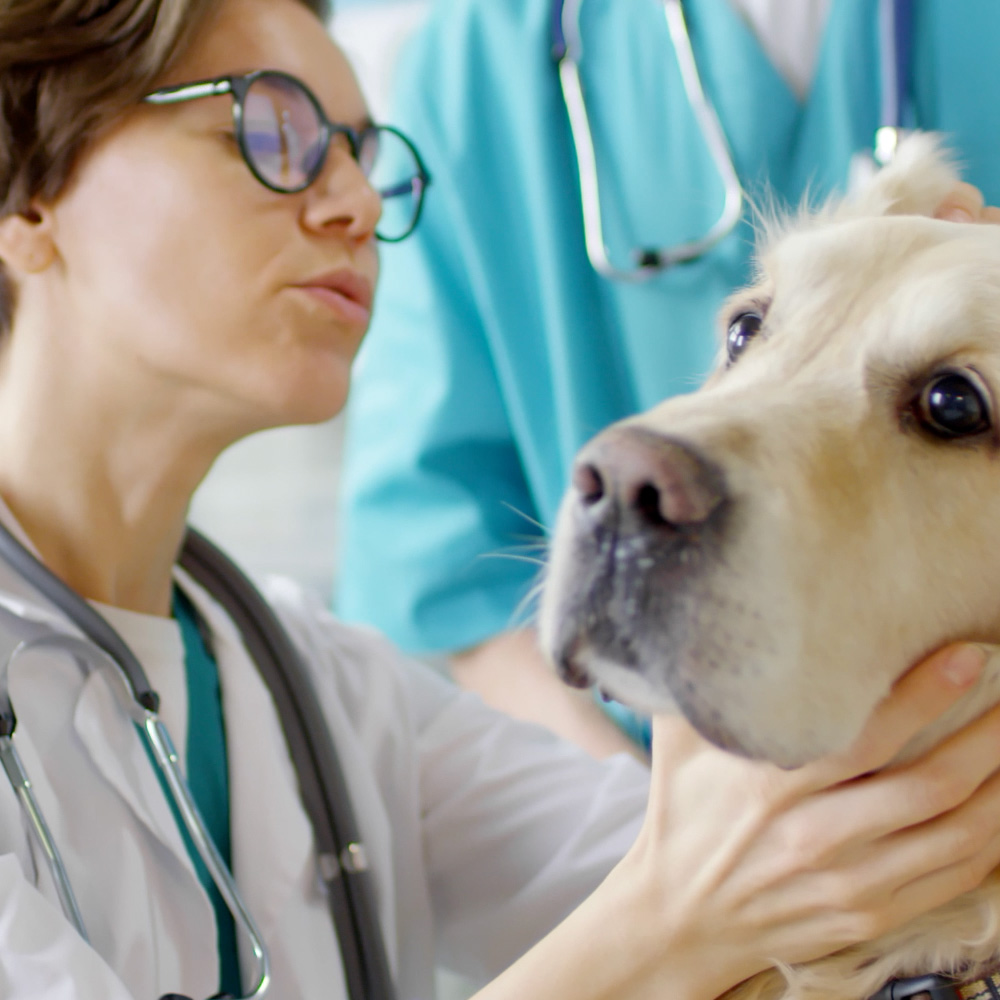 Veterinarian examining a dog.