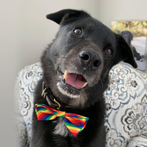 Knoxville wearing his handsome pride bowtie.